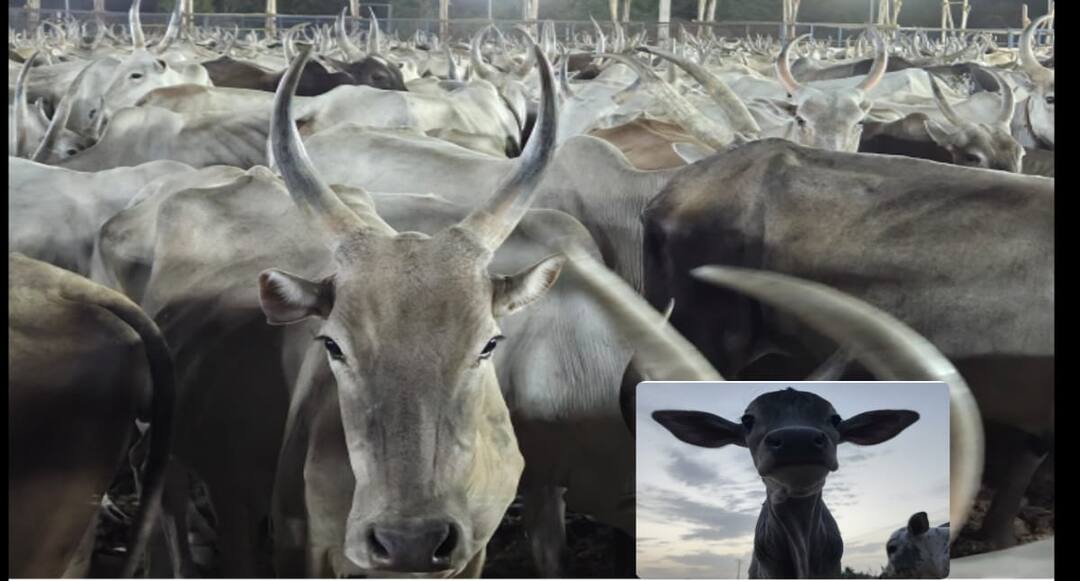 பட்டி மாடுகள் முன் பேசவுள்ள சீமான்... மதுரையில் ஆடு, மாடுகள் மாநாடு இன்று இப்படி தான் நடக்கப் போகிறது !