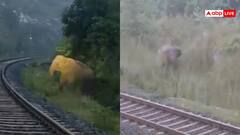 Watch: हाथिनी ने रेलवे ट्रैक पर दिया बच्चे को जन्म, 2 घंटे तक रुकी रही ट्रेन, वीडियो वायरल