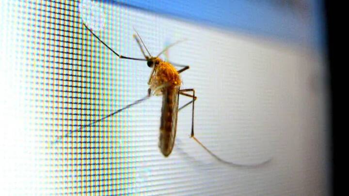 उन्होंने जो वीडियो दिखाया था, उसमें यह एक हवाई व्हीकल की तरह दिख रहा है, जिसमें दो छोटे पंख हैं, जो कि एक किनारे से मशीन से कनेक्ट हैं. इसमें इंसान के बाल के बराबर तीन पैर भी हैं.