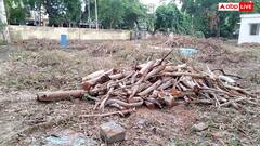 भदोही में एक तरफ पेड़ लगाने की मुहिम तो दूसरी तरफ काटे गए हरे-भरे पेड़, जानें पूरा मामला