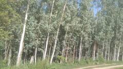 पर्यावरण बचाओ, आमदनी बढ़ाओ! गोरखपुर मंडल के 67 किसानों को मिलेगा कार्बन क्रेडिट का तोहफा, घर बैठे आएंगे 4.40 लाख रुपये