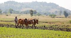 सातारा जिल्ह्यात पावसाने उघडीप न दिल्याने खरीपाच्या पेरण्या रखडल्या, शेतकर्‍यावर अस्मानी संकट;धक्कादायक आकडेवारी समोर