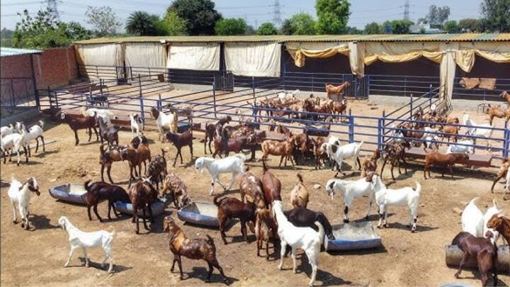 आपकी यूनिट चाहे 100 बकरियों की हो या 500 की सरकार इसकी लागत का आधा खर्चा उठाएगी. यानी कि अगर लागत 50 लाख है. तो 25 लाख रुपये तक की मदद सरकार की ओर से मिलेगी.आपको बता दें लाभ के लिए आवेदक कोउत्तर प्रदेश का निवासी होना जरूरी है.