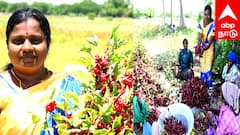 விழுப்புரம் பெண் விவசாயியின் சாதனை: ஜாம் புளிச்சங்காய் சாகுபடியில் மாதம் 80,000 ரூபாய் வருமானம்