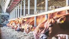 यूपी में बकरी पालन के लिए मिल रहे हैं इतने लाख रुपये, जानें कैसे करें आवेदन