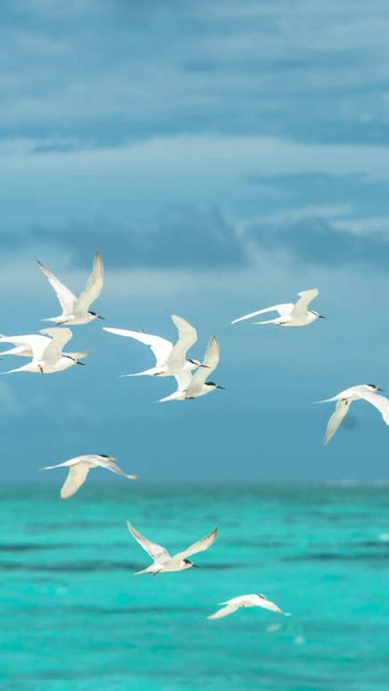 ये है सबसे ऊंची उड़ान भरने वाली चिड़िया