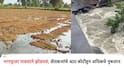Nagpur Heavy Rain: सलग तीन दिवसाच्या पावसाने नागपूरची दाणादाण; 6 हजार 779 हेक्टर क्षेत्रावरील पिकांचे नुकसान, पूर्व विदर्भालाही फटका   