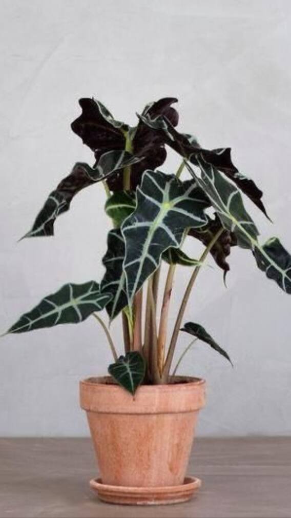 9 Indoor Plants That Thrive In The Indian Monsoon Season