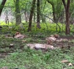 Photos: कूनो नेशनल पार्क से सामने आईं हंसते-खेलते चीतों की खूबसूरत तस्वीरें, देख मन खुश हो जाएगा