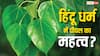 पीपल के पेड़ का रहस्य! जानिए धार्मिक और वैज्ञानिक दृष्टिकोण से इसका महत्व