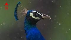 Rain Forecast: নিম্নচাপ কেটেছে, তবে রেহাই নেই বর্ষা থেকে! সপ্তাহান্তেই ফের আসছে বৃষ্টি!