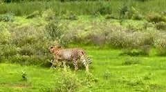 Photos: कूनो नेशनल पार्क से सामने आईं हंसते-खेलते चीतों की खूबसूरत तस्वीरें, देख मन खुश हो जाएगा