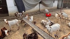 यूपी में बकरी पालन के लिए मिल रहे हैं इतने लाख रुपये, जानें कैसे करें आवेदन