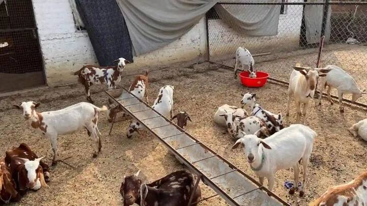 राज्य में सरकार की ओर से बकरी पालन के लिए योजना को लेकर काफी ज्यादा चर्चा है. यह व्यवसाय कम लागत और तेज मुनाफे वाला व्यवसायों में है. राज्य सरकार इसके लिए महिलाओं, छोटे किसानों और युवा पशुपालकों को सबसे ज़्यादा तरजीह दे रही है.