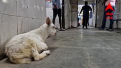 ওয়ার্ডের ভিতরে চড়ছে ছাগল, বিড়াল; মালদার হাসপাতালের পরিস্থিতিতে বিতর্ক