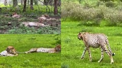 Photos: कूनो नेशनल पार्क से सामने आईं हंसते-खेलते चीतों की खूबसूरत तस्वीरें, देख मन खुश हो जाएगा