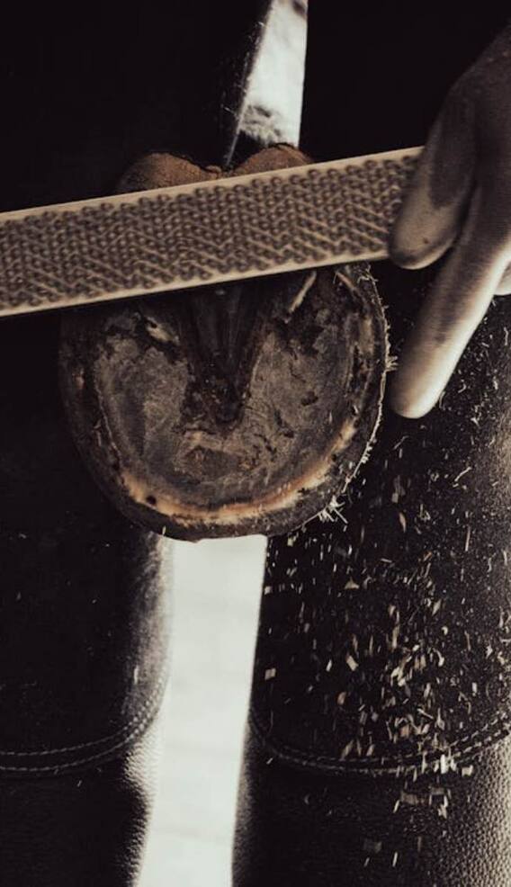 घोड़े के पैरों में क्यों लगाई जाती है नाल?