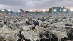 WATCH: Pro-Tamil Party Stages Rally With Over 100 Cattle, Demands Grazing Rights