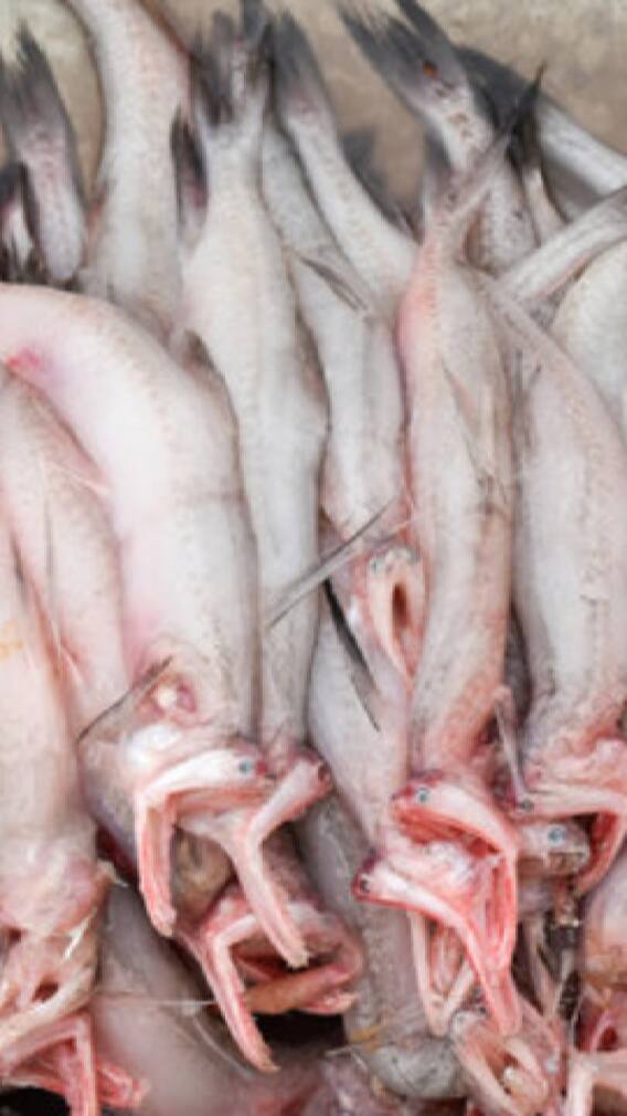 पापलेट की बोंबील? कोणता मासा आरोग्यासाठी फायदेशीर