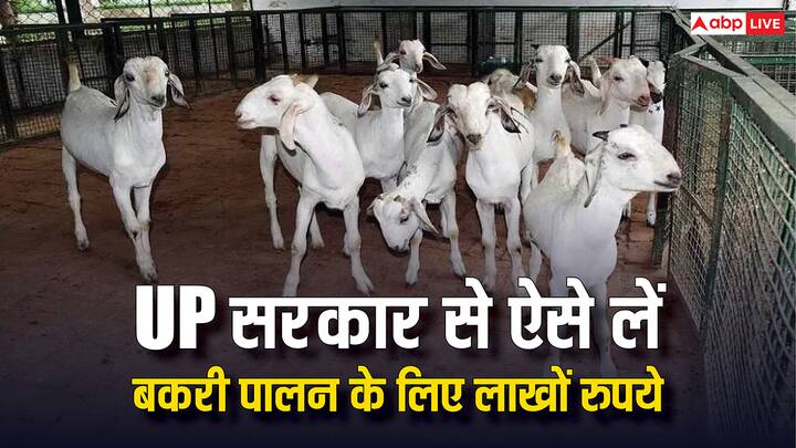 UP Government Goat Farming Scheme: अगर आप भी बकरी पालन का व्यवसाय शुरू करना चाहते हैं. तो फिर उत्तर प्रदेश सरकार इसके लिए आपको लाखों रुपये की मदद दे सकती है. जानें कैसे करना होगा आवेदन.