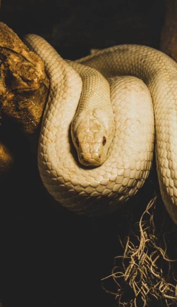 क्या अजगर में नहीं होता है जहर?