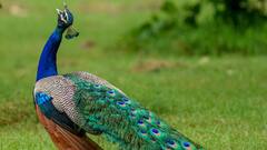 एमपी: झाबुआ में 11 मोर की मौत, विसरा के नमूने जांच के लिए भेजे गए, अज्ञात के खिलाफ मामला दर्ज