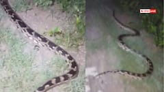 Watch: 10 फीट लंबा अजगर देखकर निकल गई चीखें, इलाके में मचा हड़कंप, हैरान कर देगा वीडियो