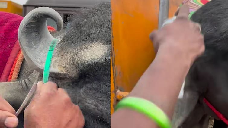 भैंसे का मेकओवर देख हैरान हुए लोग, वायरल वीडियो में दिखा ग्रूमिंग सेशन का नया अंदाज!
