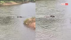 Watch: जब भैसों ने बचाई नदी में डूबती गाय की जान, भावुक कर देगा महाराष्ट्र का ये वीडियो