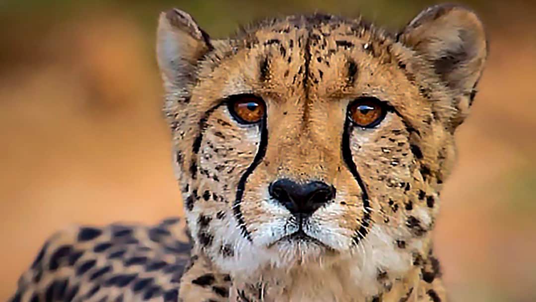 Cheetah Nabha from Namibia died due to injuries in Kuno National Park कुनो नेशनल पार्क में नामीबिया से लाई गई मादा चीता नीभा की मौत, जानें वजह