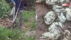 Viral Video: घर के अंदर एक साथ 25 कोबरा सांप मिलने से मचा हड़कंप, देखें हैरान करने वाला वीडियो