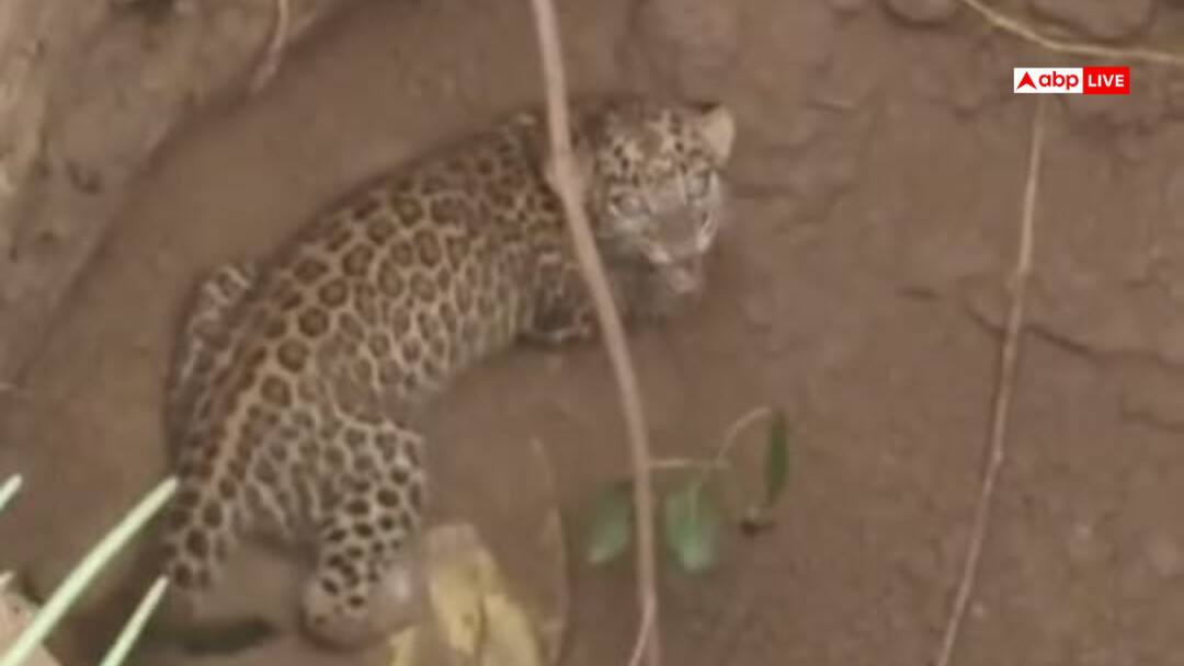 Leopard trapped in a well in UP Moradabad forest department team took it out watch viral video Watch: खेत में बने कुएं में गिर गया तेंदुआ,  कई घंटे की मशक्कत के निकाला बाहर, सामने आया वीडियो