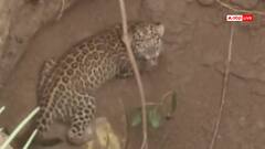 Watch: खेत में बने कुएं में गिर गया तेंदुआ, कई घंटे की मशक्कत के निकाला बाहर, सामने आया वीडियो