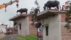 Watch: बारिश से डरी भैंस छत पर चढ़ी, उतारने के लिए बुलवानी पड़ी क्रेन, देखें मजेदार वीडियो