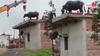 Watch: बारिश से डरी भैंस छत पर चढ़ी, उतारने के लिए बुलवानी पड़ी क्रेन, देखें मजेदार वीडियो