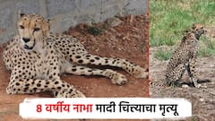 कुनो नॅशनल पार्कमधील नाभाचा मृत्यू, चित्त्यांची संख्या घटली; पोस्टमार्टम रिपोर्टमधून कारण समोर येणार