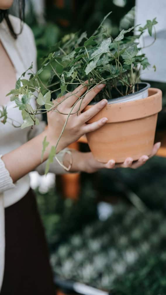 सावन के मौके पर घर में लगाएं ये पौधे!