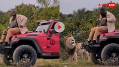 जब शेर की हुई वाइल्ड कार्ड एंट्री! जीप के बोनट पर बैठे शख्स को जंगल के राजा ने दिखाई औकात-वीडियो वायरल