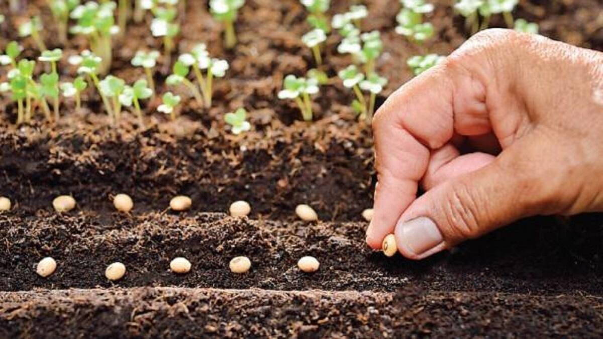 தஞ்சாவூர் விவசாயிகளுக்கு தரமான விதை உற்பத்தி பயிற்சி! விளைச்சல் அதிகரிக்க முக்கிய வழிமுறைகள்!