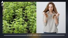 ਸਿੱਕਰੀ, ਖਾਰਸ਼ ਨੂੰ ਮਿੰਟਾਂ 'ਚ ਦੂਰ ਕਰਦਾ ਘਰ 'ਚ ਲੱਗਿਆ ਇਹ ਪੌਦਾ, ਜਾਣੋ ਵਰਤੋਂ ਦਾ ਸਹੀ ਤਰੀਕਾ