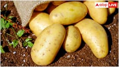 क्या सच में जहर बन जाता है अंकुरित आलू या प्याज? जानिए शरीर को कैसे कर सकता है नुकसान
