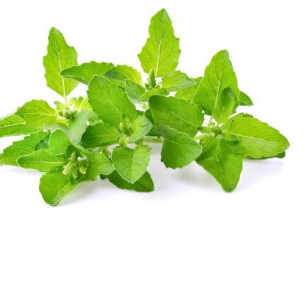 ਤੁਲਸੀ ਵਿੱਚ ਕੁਦਰਤੀ ਐਂਟੀਬੈਕਟੀਰੀਅਲ ਅਤੇ ਐਂਟੀਫੰਗਲ ਗੁਣ ਹੁੰਦੇ ਹਨ, ਜੋ ਸਿਰ ਦੀ ਚਮੜੀ ਨੂੰ ਸਾਫ਼ ਰੱਖਣ ਵਿੱਚ ਮਦਦ ਕਰਦੇ ਹਨ। ਇਹ ਗੁਣ ਸਿੱਕਰੀ ਪੈਦਾ ਕਰਨ ਵਾਲੇ ਫੰਗਸ ਅਤੇ ਬੈਕਟੀਰੀਆ ਨੂੰ ਖਤਮ ਕਰ ਦਿੰਦੇ ਹਨ। ਇਸ ਤਰੀਕੇ ਨਾਲ ਤੁਲਸੀ ਸਿੱਕਰੀ ਦੀ ਮੁੱਖ ਵਜ੍ਹਾ ਨੂੰ ਜੜ੍ਹ ਤੋਂ ਦੂਰ ਕਰਨ ਵਿੱਚ ਸਹਾਇਕ ਹੈ।