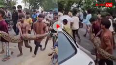 ये खतरनाक बच्चे किसके हैं? रस्सी की तरह पकड़ा खतरनाक दरिंदा, हैरान रह गए लोग; वीडियो वायरल