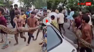 ये खतरनाक बच्चे किसके हैं? रस्सी की तरह पकड़ा खतरनाक दरिंदा, हैरान रह गए लोग; वीडियो वायरल