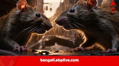 ৮০০ বোতল বিদেশি সুরা গায়েব, সব ইঁদুরে গিলেছে, দাবি করলেন ব্যবসায়ী