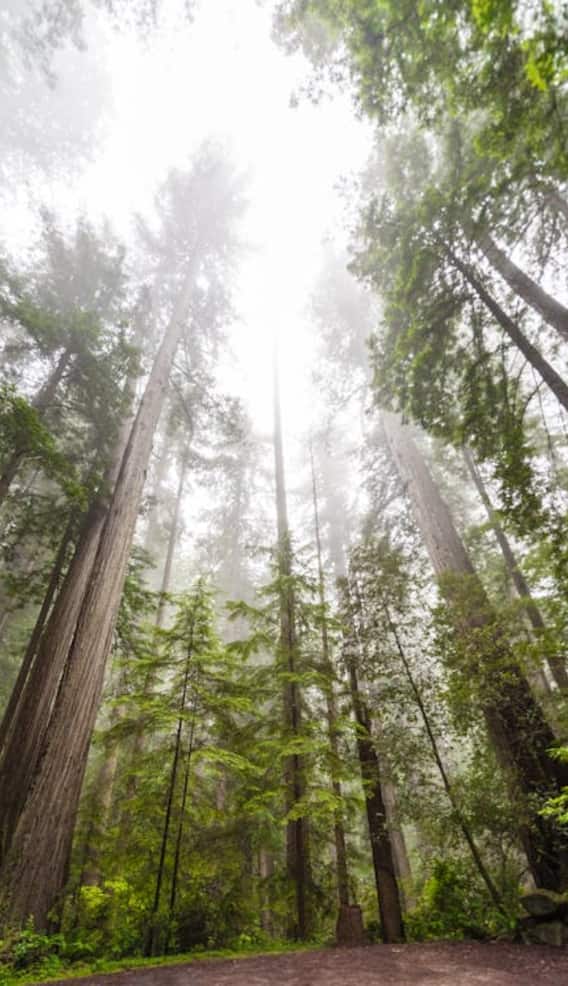 मानसून में क्यों बंद हो जाते हैं कई नेशनल पार्क?