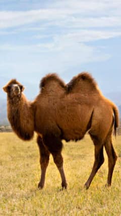 सेना में दो कूबड़ वाले ऊंटों की होने वाली है भर्ती, लद्दाख में होगी तैनाती, जानें कारण