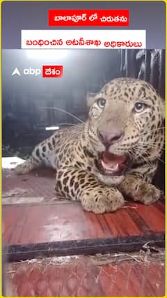 బాలాపూర్  లో చిరుతను బంధించిన అటవీశాఖ అధికారులు