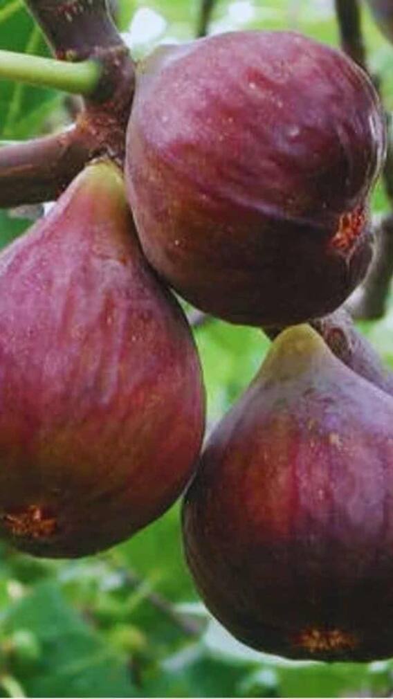 ब्लैक मिशन अंजीर की खेती में सबसे आगे महाराष्ट्र, पुणे बना फलों का हब!