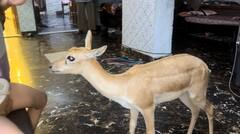 In Pics: नोएडा की हाईराइज सोसाइटी में दिखा जंगली हिरण, यहां तक कैसे पहुंचा? ग्रामीणों ने किया रेस्क्यू